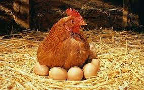 Chercher des poussins rousse - animaux vivants je cherche des poussins 100 minum prix discutable pour importation au mali. --je cherche des poussins si possible vaccinent. 