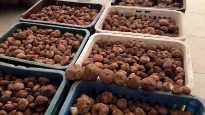 truffe tunisien fraiche - champignon levure notre société d'importation et exportation réside en tunisie, nous vous offrons une bonne qualité de truffe toute fraîche.--nous cherchons des importateurs européen,  nos produits sont conformément aux règles d'importation européennes, de tr