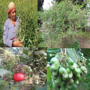 tous produits tropicaux  - fruits secs et graines grillées nous sommes une fondation qui en partenariat avec plusieurs groupements de producteurs  de produits tropicaux tel que le cajou ,  les noix et beure de karité poids d’angole  etc... nos produits sont  du nord-bénin du nord-togo et du nigéria . nous livrons  en quantité indu