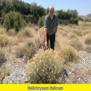 Helichrysum italicum  huile essentielle bio  - huiles nous produisons   helichrysum italicum (immortelle) h.e.    biologique . gcsm toujours disponibles pour les deux derniers lots produits. nous produisons juin à septembre. on peut reserver en avance. neryl  acétate jamais inf. à  36/37 % . nous avons aussi une petite prodution de