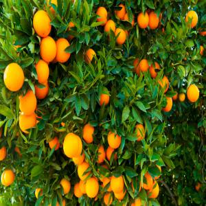 Oranges - fruits et légumes produit bio de premier choix. un tri sélectif de rigueur est effectué avant inspection,  analyses et certification. le conditionnement est très strict