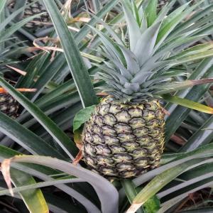 Ananas de Côte d'Ivoire variété sweet