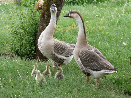 oie de guinée - animaux vivants conditions d'élevage conformes aux normes internationales. une alimentation sans produits chimiques. animaux en bonne santé. 