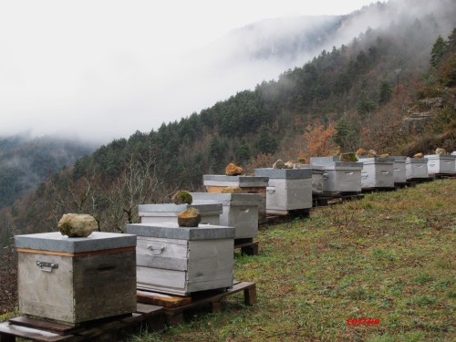 Miel bio et les cellules d'abeilles completes  - produits sucrés nous sommes une coopérative marocaine de la région du nord,  notre coeur de métier est production du miel naturel et les ruches d'abeilles complètes dans très état   ,  avec des prix convenables.