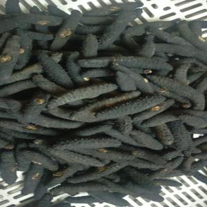 Dry sea cucumber - fish we are a chines company locations in zhengzhou city . we are buying big quantity sea cucumber all over the world and processing . so needed long time cooperated supplier .