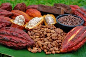 Recherche fournisseur de cacao en cote d'ivoire - café cacao thé société basé en abidjan recherche fournisseur en cacao,  coût par kilogramme 760f quantité demander 80 tonnes. fournisseur achemine la marchandise au point de déchargement,  pesé,  contrôle qualité et ensuite remise du chèque. --veille