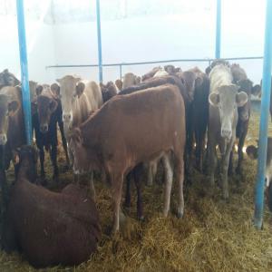 petit veaux au maroc - animaux vivants je cherche un fournisseur de france pour inporter des petit veaux au maroc --