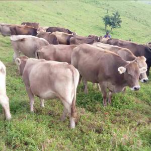 Mini laiterie  - lait et produits laitiers qui fait du lait en poudre,  fromage et le yaourt. étant donné qu'on a pas du courant dans la ferme,  faites plusieurs propositions.--notre lait est 100/% bio,  élevage en plein air.