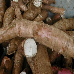 ivoire garbad le top - matériels machines en effet,  je suis etudiant en cote d'iivoire. et ici le manioc est devenu une tubercule mieu conssomer grace a son produit fini qu'on appele ici ( atiecke) et donc moi jai eu l'idee de faire de sa une grande entrprise de production et de commercialisation sur le plan national et international.il fau