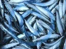 Sardine frais - poissons nous sommes une société basé sur agadir à des contrat d'approvisionnement de sardine avec des bateaux.--nous pouvons vous fournir la quantité demande à un prix raisonnable. --pour  plus de détail merci de nous contacter.