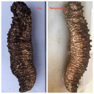 Sea cucumber - fish we sell dried sea cucumbers and sins in greece.--good quality,  no chemicals are use.--we are in possession of the following certifications---iso 22000- 2005--iso 22002-1- 2009--fssc 22000 ----here are the details of our products-------tubula---mainly holothuria tubulosa of brown color of the papilla