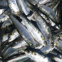 sardine pilchardus WR - poissons nous disposons de sardine pilchardus wr moule de ;--- 12-15 pcs/ kg--- 14-20 pcs/ kg--la connaissance du marché du poisson  nous donne la possibilité de fournir des produits de la plus haute qualité pour des prix très compétitifs sur le marché.--pour plus de