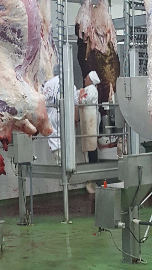 Viande rouge sacrifiée halal, agneaux ,veaux, bov - viandes et oeufs bonjour,  --nous sommes une compagnie espanole d'élevage autonome productrice de viande sacrifiée halal,  la france ,  la  libye ,  l'algérie sont parmi notres destinations d'exportation de carcasses des agneaux ,  brebis  et des jeunes bovins. --cordialement 