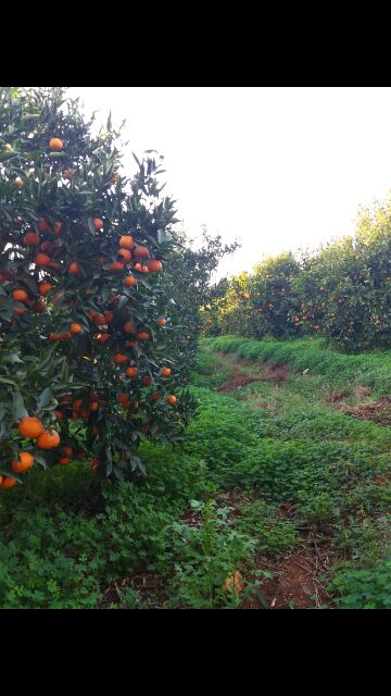 Clementine Berkane - fruits et légumes je mets en vente 4 hectares de clementine meilleur qualitė très reconnue. respectons les normes de production. le prix est a discuté