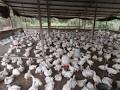 Pour un financement - animaux vivants vente de poulets de chair  a des très abordable  3000fcfa disponible ici au sénégal précisément a touba darou miname vite contacter