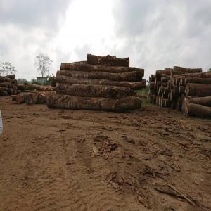 400 m3 grumes de dabema en vente douala Cameroun - bois charbon fibre nous disposons de 400 m3 de grumes de dabema dans notre parc à bois dans la ville de douala au cameroun ,  diamètre 80+ en vente prix fob douala- 275 euros/m3.