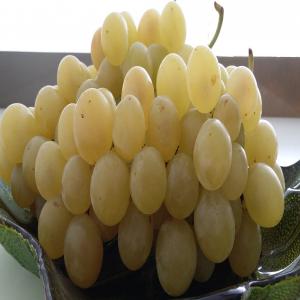 WE ARE SELLING GRAPES - fruits and vegetables aledo grape available--seedeed and white--cat 1 and cat standard--quantity available--please send us your inquiry so we can make a good offer for you!