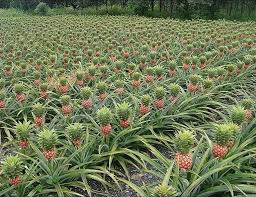 ANANAS - autres nous sommes en mesure de fournir plusieurs variété meme en temps de contre production et a la destination voulut par le client ou le partenaire