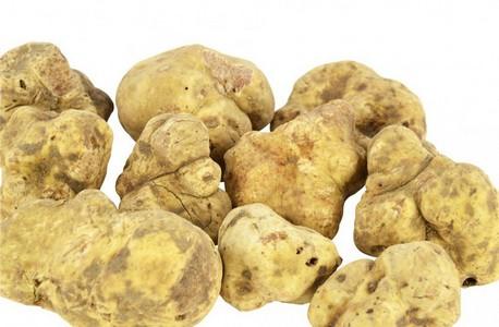 Cherche clients  - champignon levure truffes !! bonjour ,  je peux vous fournir une bonne quantité des truffes fraîches origine tunisie 🇹🇳  avec des prix vraiment raisonnable merci de me contacter pour plus de renseignements..