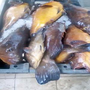 VENTE DE POISSONS - poissons bonsoir nous désirons exporter des produits halieutiques vers l étrangers et nous sommes a la recherche d acheteurs potentiels nous vendons tous types de poissons frais ou congelés merci de nous contacter