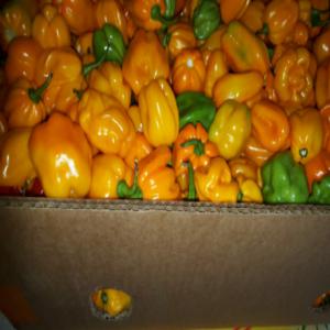 Exportation des produits agricoles. - fruits and vegetables hello dear clients here, ----i am an exporter from rwanda and i am nowadays selling hot pepper (chillies) of high quality, anyone interested in that try to send me message and we discuss. thanks 