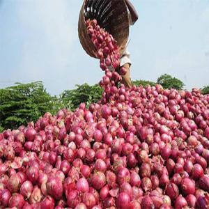 Oignon rouge frais du Burkina Faso - fruits et légumes nous sommes une entreprise qui travaille dans l'agro-business. nous fournissons de l'oignon rouge frais,  du sésame ... nous en disposons des centaines de tonnes pour etre livrées partout dans le monde à un prix imbattable. 