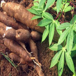 M-P AGRO-INDUSTRIEL - Investissement capitaux bonjour je suis jeune camerounais et promoteur d’un « microprojet agro-industriel » opportun et révolutionniste. il s’agit plus précisément de la transformation des produits agricoles locaux,  notamment les « tubercules de manioc en produits dérivés » (promouvoir le