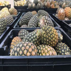 ananas export frais - fruits et légumes produit- ananas cayenne frais du cameroun.--disponibilité toute l’ année.--calibres---1.2kg = 10 fruits / carton--1.5kg = 8 fruits / carton--1.8kg = 7 fruits / carton--2.0kg = 6 fruits / carton--emballage--cartons export 60 x 40cm--livraisons---1) par conteneur--commande minimum- un fc