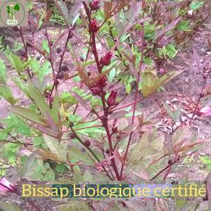 Vente de BISSAP bio certifié  - fruits et légumes bissap produit  et récolté  au bénin au cours de la campagne agricole 2017 conformément aux standards européens de l'agriculture biologique.  nous restons très flexible dans la négociation du prix et la quantité peut évoluer d'une saison