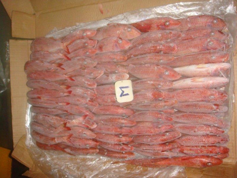 RECHERCHE DE CLIENT - poissons bonjour----nous sommes une societe d'exportation des produits halieutiques dont le rouget,  la sole ,  la seiche,  la brotule ect.--nous pouvons vous assurer 1 a 2 expeditions par mois. nos conditions sont fob dakar--salutations