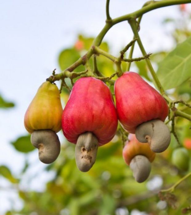 NOIX DE CAJOU EN VENTE - fruits secs et graines grillées noix de cajou sec,  qualité kor 42-46 disponibles à abidjan et bondoukou en vente en cote d'ivoire sans tarder.--contactez (import-export) au plateau