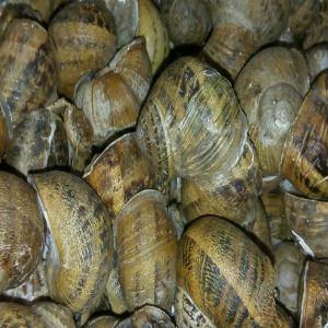 vente petit gris! - coquillage crustacé bonsoir,  j'ai la disponibilité des escargots  petit gris les escargots sont emballés dans des sacs de 10 kg et dans des caisses,  ils sont utilisés pour les camions réfrigérés,  j'ai des escargots surgelés en paquets de 300 grammes,  des escargots en sau