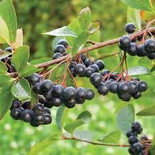 Aronia berry,  - fruits et légumes nous avons pour vendre 50 tonnes de baies d'aronia berry ou chokeberry. --si vous etes intéressé s'il vous plaît contactez-moi pour plus de détails.