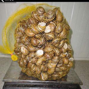 Selling of snails helix aspersa muller and maxima - live animals we sell escargots helix aspersa muller and maxima in large amounts (10-300 tonnes) through the whole europe. we quarantee the best quality and provide all quality certificates. prices are- 3, 2 euros/kg - muller,  3 euros/kg - maxima. if you are interested please contact us for more information.