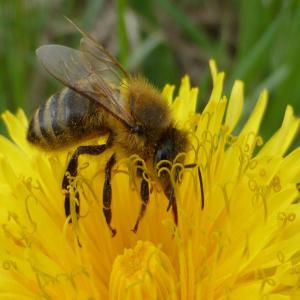 Vendre 25 sortes de miels!!! - produits sucrés bonjour,  je vends les miel suivantes---les miels sont homogénisés,  sont prets á mettre en pots et revendre-)--acacia 6€,  amor 5, 25€,  ail des ours 12€,  toutes fleurs 4€,  sarrasin 5, 75€,  chardon 10€,  chataignier 7, 5€,  fenouil 8€,  verge d'or 6€,  aubépine 8€,  framboisier 10€,  corian