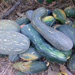 Vente de courge - fruits et légumes bonjour messieur,  mesdames,  nous disposons de plus de 15 tonnes de courge en notre disposition à abengourou.--