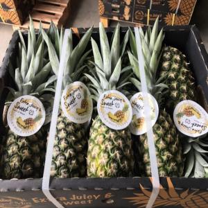 Ananas origine du Panama MD2 - fruits et légumes description--montant tm.--prix,  / tm 10, 000 dh------boîtes spéciales d'exportation d'ananas--variété d'ananas- md-2. comosus --calibres- 2/5,  8/6,  8/7 et 2/8--  (ananas x boîte). dans des boîtes de 12, 5 kg.--  grade de coloration /couleur  0 / 0, 5 --brix- 14/15