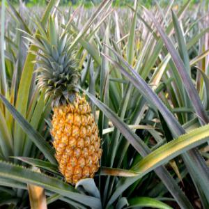 RECHERCHE CLIENTS POUR ALOE-VERA ET ANANAS - fruits et légumes recherche de marches(nationaux ou internationaux) pour  un  approvisionnement continue  en plantes d' aloe-vera et en ananas