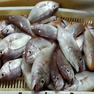 offer seafood product - fish our company treat and export seafood product .--sardine--horse mackerel--skypjack tuna--sarda sarda--yellowfin tuna--chub mackerel--white grouper --solefish--croaker --and other seafood product.