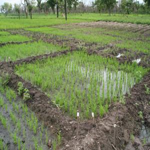 Vente de terres agricoles au Bénin