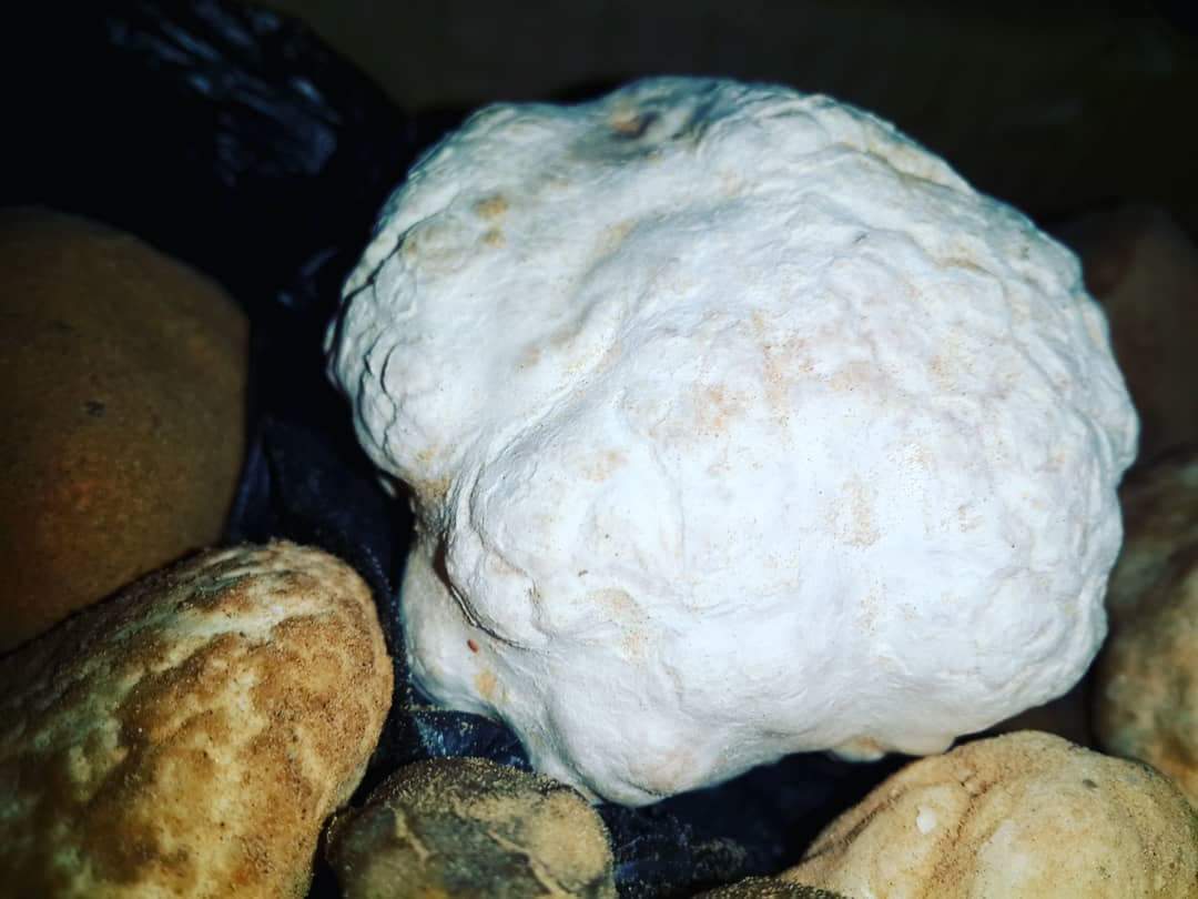 Truffe blanche  - champignon levure   nous sommes heureux de vous mettre en vente une quantité bio de truffes blanche fraîche de sahara tunisienne.-- prix compétitif sur le marché--cdt