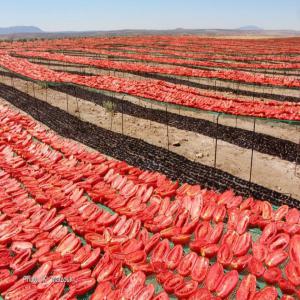 Cherchon un partenaire - fruits et légumes cherchons un partenaire pour la création d'une unité de séchage de tomate--valorisation et production des tomates séchées 