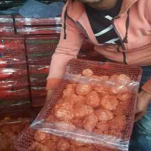 Truffes blanches,  Terfess  du Sahara tunisien  - champignon levure nous sommes une société de commerce international tunisienne implémenté à gafsa ( au sud tunisien ) et nous sommes a votre disposition pour vous offrir une quantité bio de truffes tunisienne avec un prix très compétitif sur le marché. --