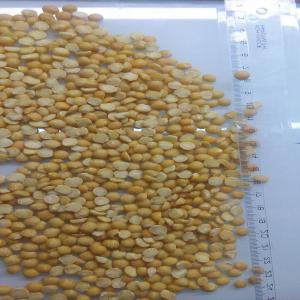 Yellow split peas - cereals dear sir / madam,  --you are welcomed by the jnl company. we are producer of  yellow split peas of better quality. --we make 2000 tone in a month! we can pack 10, 20, 25, 50 kg bags. our 25 year work experience give us the right to be called one of the best,  we can guarantee you the best service,  qualit