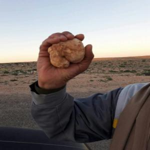 Truffes, Fruits et Légumes - fruits et légumes bonjour,  je suis fournisseur de truffes du désert (terfès) d'excellente qualité en provenance de tunisie. je suis en mesure de vous fournir un échantillon afin de vous garantir la qualité du produit. --produits disponibles- --la truffe blanche (tuber magnatum) 100€