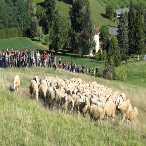 Vente agneau à la ferme en Périgord  - animaux vivants bonjour nous vendons des agneaux élevés à a la ferme. possibilité de livraison vivant ou découpé n hesitez pas à nous contacter pour plus d informations. les produits ont reçu le label hve ( haute valeure environnementale )