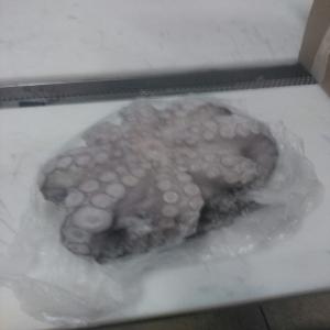 POULPE FLOWER /Octopus - fish we  can offer -- frozen  octopus  flower style ind ikf  classification european or japanese  high quality --size /   t1   t2  t3  t4  t5  t6  t7  t8  