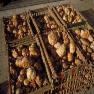 je cherche un acheteure de truffe blanche sur Eur - champignon levure j'ai des bon truffe blache de sahara algérienne d'une taille moyenne et grande --le prix sera négociable --je cherche un acheteur en europ 