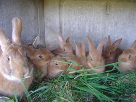 vente des lapereaux - animaux vivants salut, je mets en vente 20 lapereaux , tous en bonne santé et dont les soins sont à leurs porté contre tenus de leurs état de santé.