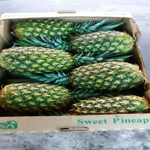 ANANAS (Origen de panama&Costarica) - fruits et légumes pina (ananas) --variete md2--origen. panama&costa rica--calibres-6-7-8-9, --grade de coloration(0)--poids 12 kg--prix cif 9dh--